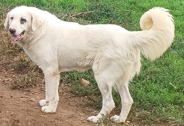 VITA, cagnolona dolcissima in cerca di una bella famiglia Foto 2